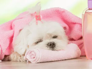 Sleeping Puppyin Pink Blanket Wallpaper