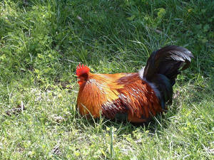 Sleeping Rooster In Grass Wallpaper