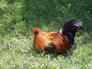 Sleeping Rooster In Grass Wallpaper