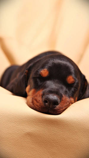 Sleeping Rottweiler Puppy Wallpaper