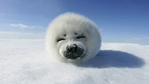 Sleeping Seal Pupon Ice Wallpaper