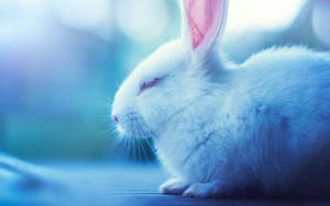 Sleeping White Bunny Wallpaper