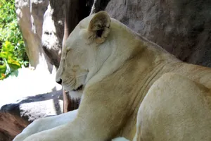 Sleeping White Lion Wallpaper
