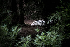 Sleeping White Tiger Awesome Animal Wallpaper