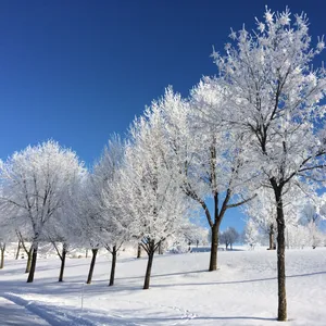 Sleet Frozen White Leaves Of Trees Wallpaper