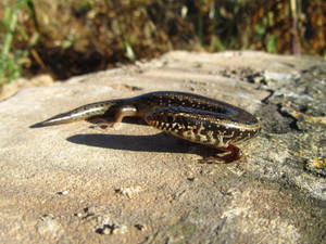 Slender Ocellated Ground Skink Crawling On The Ground Wallpaper