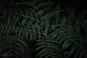 Slovenia Lady Fern Macro Wallpaper