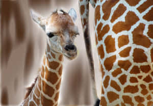 Small And Cute Baby Giraffe Wallpaper