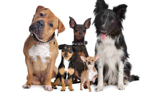 Small And Medium Dog Breeds Wallpaper