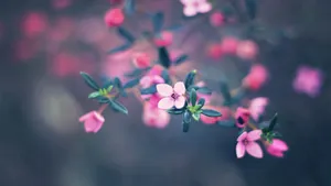Small Baby Pink Flower Wallpaper