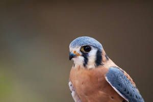 Small Blue Amur Falcon Wallpaper