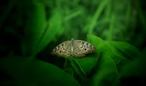 Small Brown Aesthetic Butterly Wallpaper