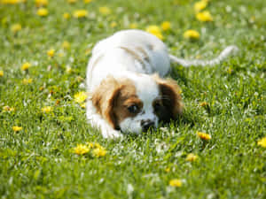 Small Dog - Cavalier King Charles Spaniel Enjoying Outdoors Wallpaper