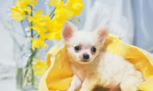 Small Dog Teacup Chihuahua Portrait Wallpaper