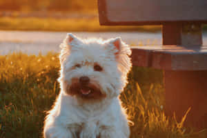 Small Dog West Highland White Terrier Wallpaper