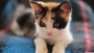 Small Kitten On A Carpet Wallpaper