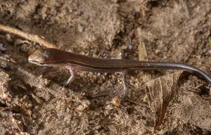 Small Reptile Brown Ground Skink Wallpaper