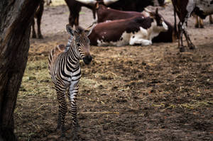 Small Zebra Awesome Animal Wallpaper