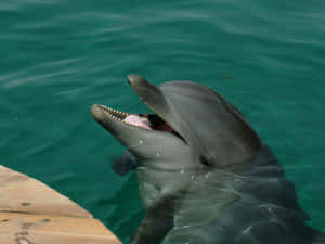 Smiling Dolphin Emerging From Water.jpg Wallpaper