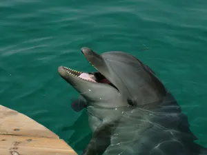 Smiling Dolphin Emerging From Water.jpg Wallpaper
