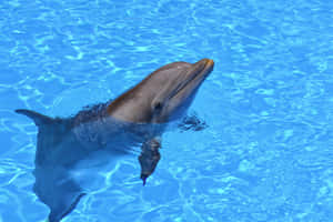 Smiling Dolphinin Blue Water.jpg Wallpaper