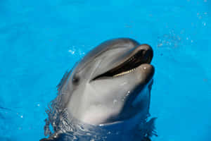 Smiling Dolphinin Blue Water.jpg Wallpaper