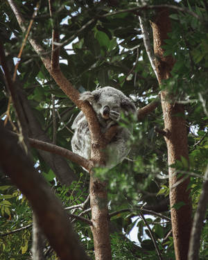 Smiling Koala Bear Wallpaper