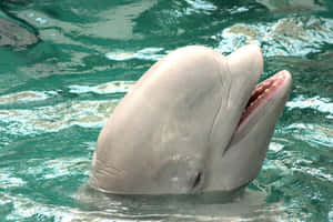 Smiling Porpoise In Water.jpg Wallpaper