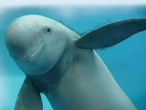 Smiling Porpoise Underwater.jpg Wallpaper