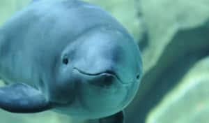 Smiling Porpoise Underwater.jpg Wallpaper