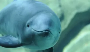 Smiling Porpoise Underwater.jpg Wallpaper