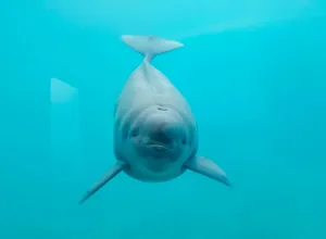 Smiling Porpoise Underwater Wallpaper