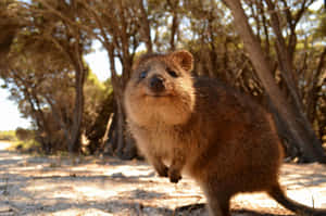 Smiling Quokkain Natural Habitat Wallpaper