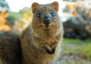 Smiling Quokkain Nature.jpg Wallpaper