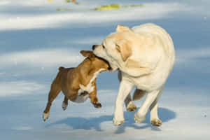 Smiling Yellow Labrador In Nature Wallpaper