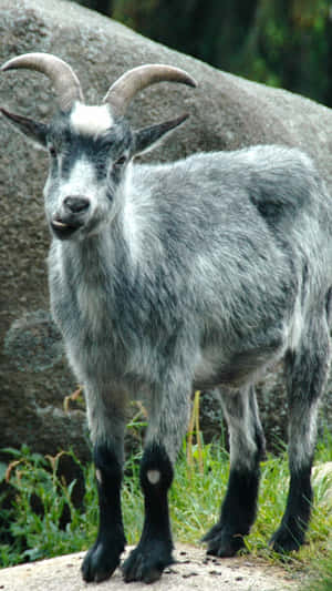 Smirking Gray Goat.jpg Wallpaper