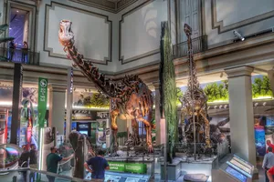 Smithsonian Dinosaur Skeleton Wallpaper