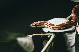 Snake On Leaf Awesome Animal Wallpaper