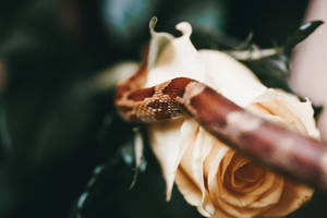 Snake On Rose Awesome Animal Wallpaper