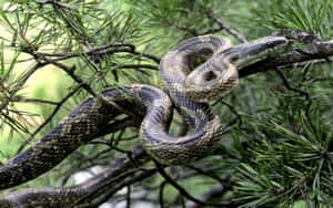 Snakein Pine Tree Wallpaper