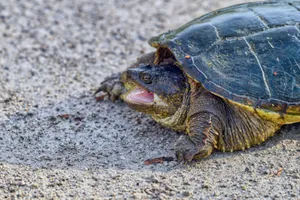 Snapping Turtle On Ground.jpg Wallpaper