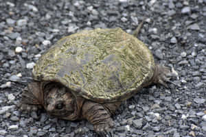 Snapping Turtleon Gravel Road Wallpaper