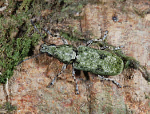 Snout Beetleon Bark.jpg Wallpaper