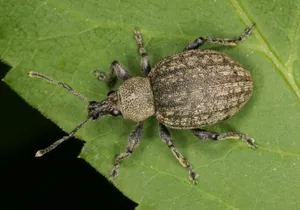 Snout Beetleon Green Leaf Wallpaper