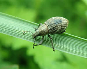 Snout Beetleon Green Leaf Wallpaper