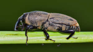 Snout Beetleon Green Stem Wallpaper