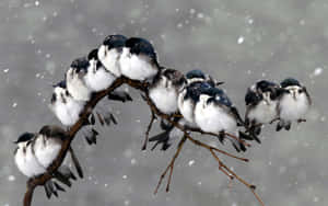 Snow Bird Perched On A Branch Wallpaper