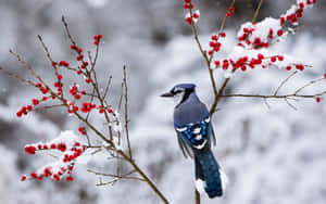 Snow Bird Perched On Icy Branch Wallpaper