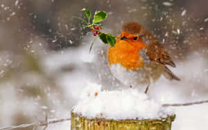 Snow Bird Resting On A Branch During Winter Wallpaper