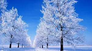 Snow-capped Trees In Winter Wonderland Wallpaper